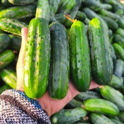 AGRO_MFG_10
