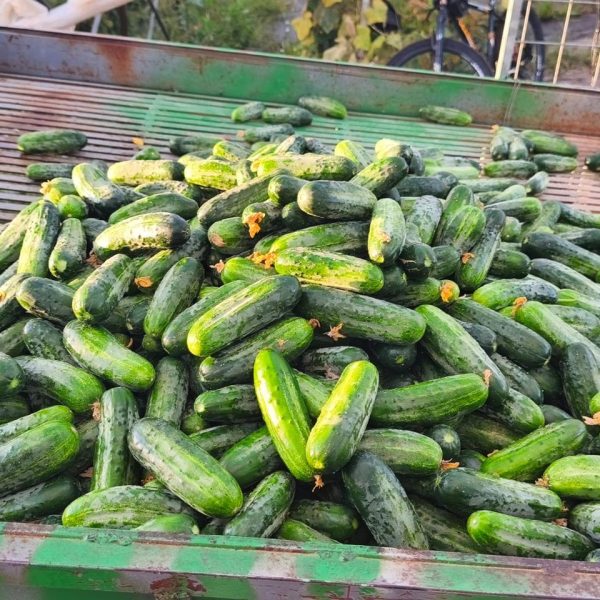 AGRO_MFG_11
