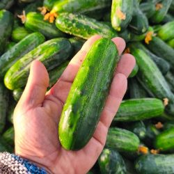 AGRO_MFG_12