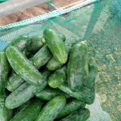 pepinos_agromfg (1)