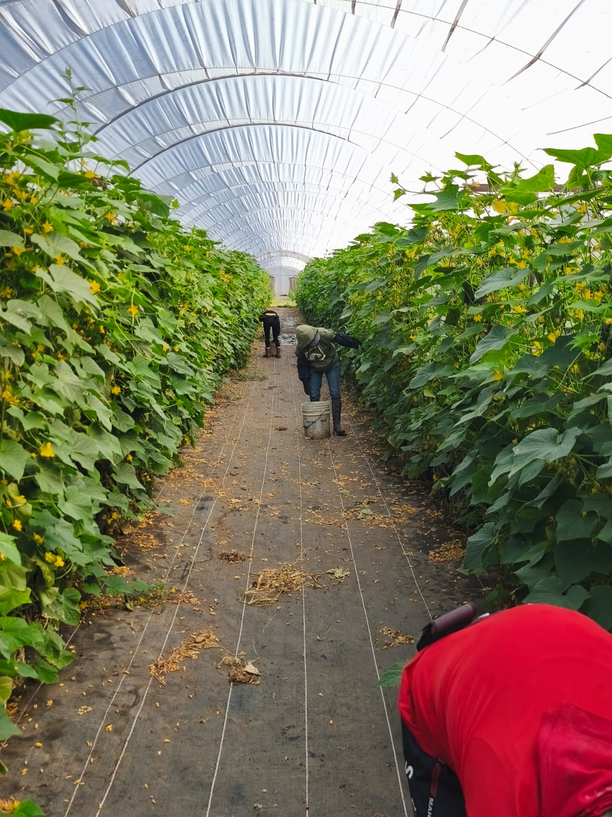 Pepinos de macrotunel etapa 2 - 1